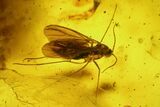 Ten Fossil Flies (Diptera) In Baltic Amber #183581-4